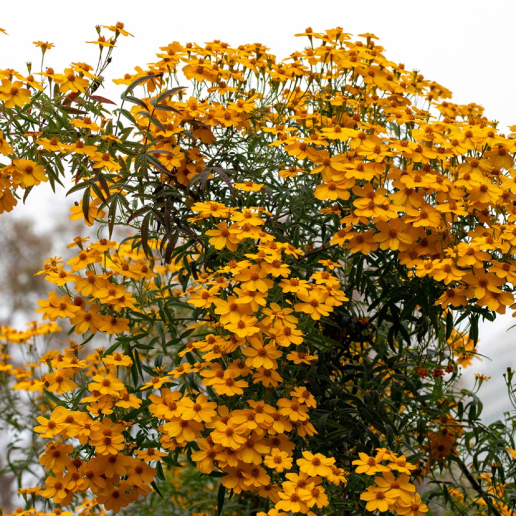 Tagetes lemmonii - Tagète de Lemmon