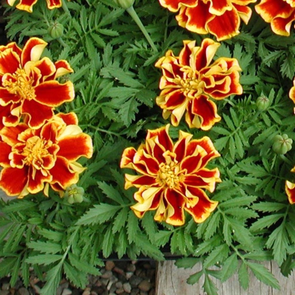 Oeillet d'Inde Queen Yellow Fire Mini-mottes
