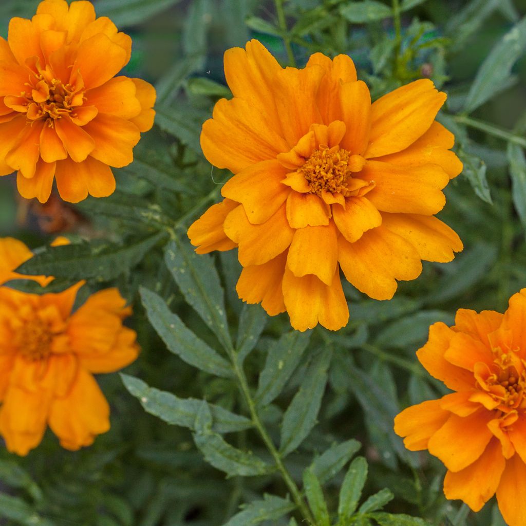 Graines d'Oeillet d'Inde Durango Tangerine - Tagetes patula