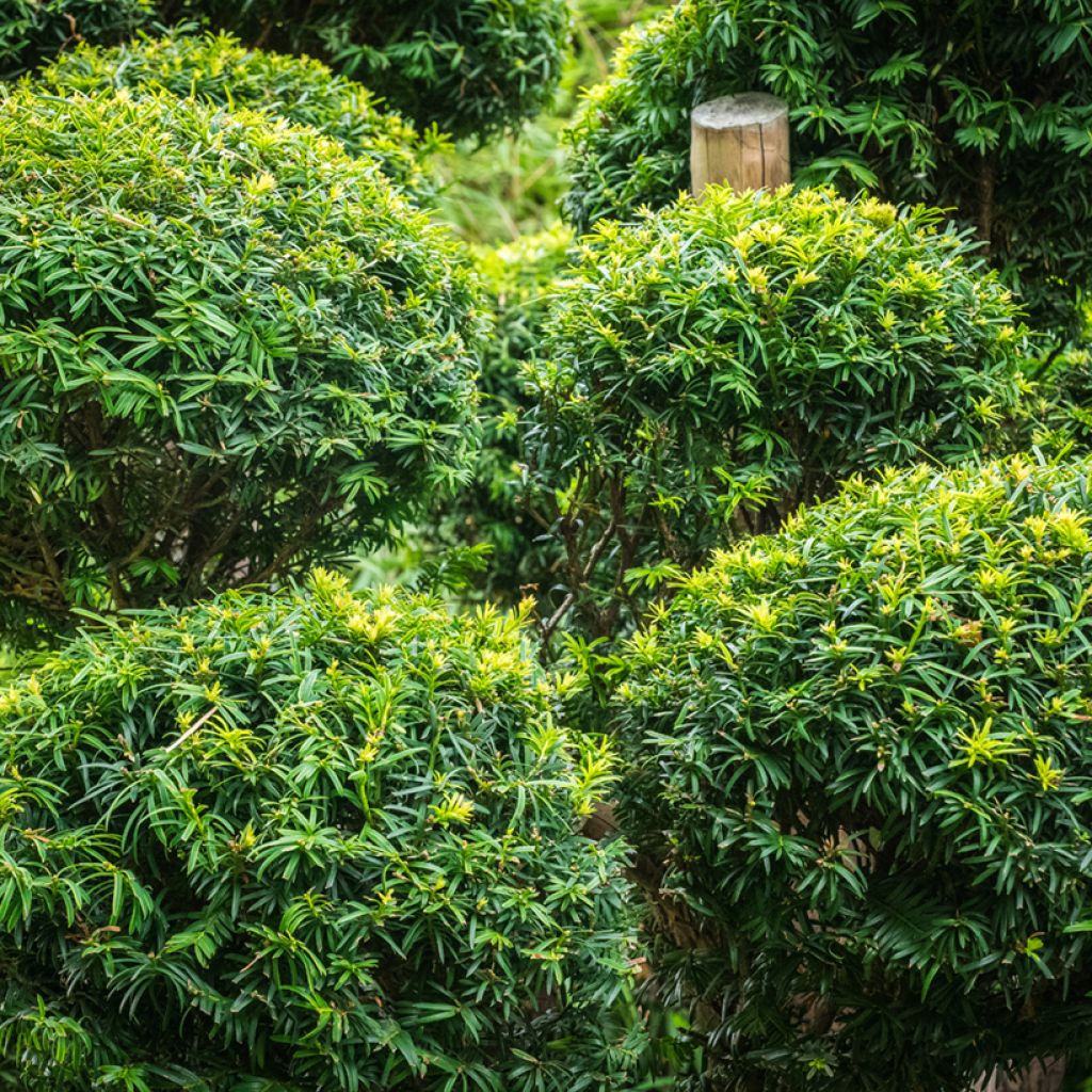 Taxus baccata - Teixo