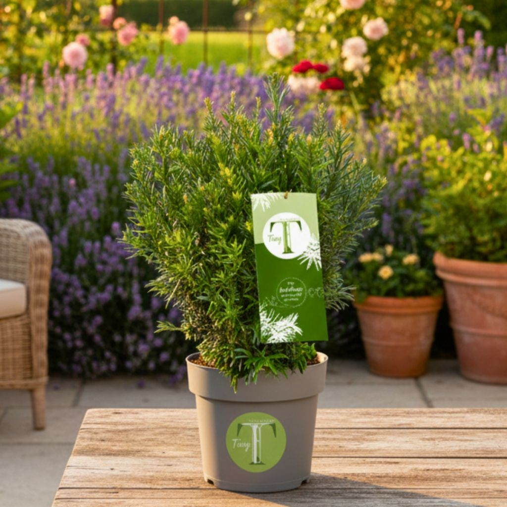 Taxus baccata Tiny T - If commun nain