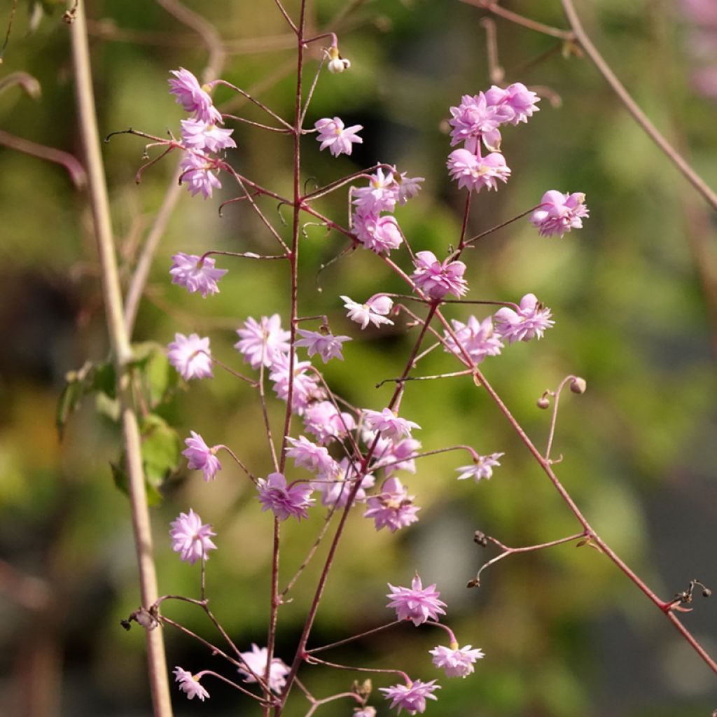 Thalictrum delavayi Hewitt's Double