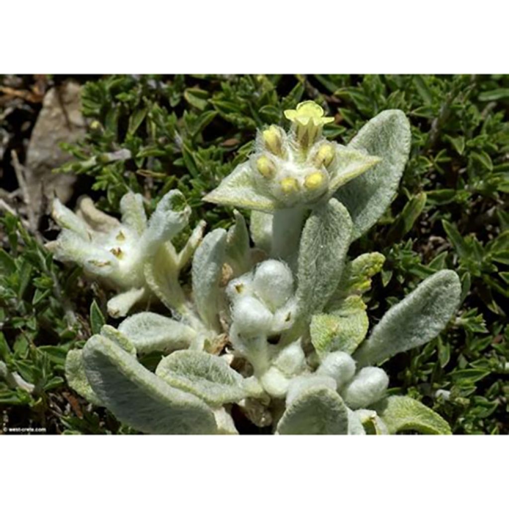 Thé grec des montagnes - Sideritis syriaca - Thé de Crète