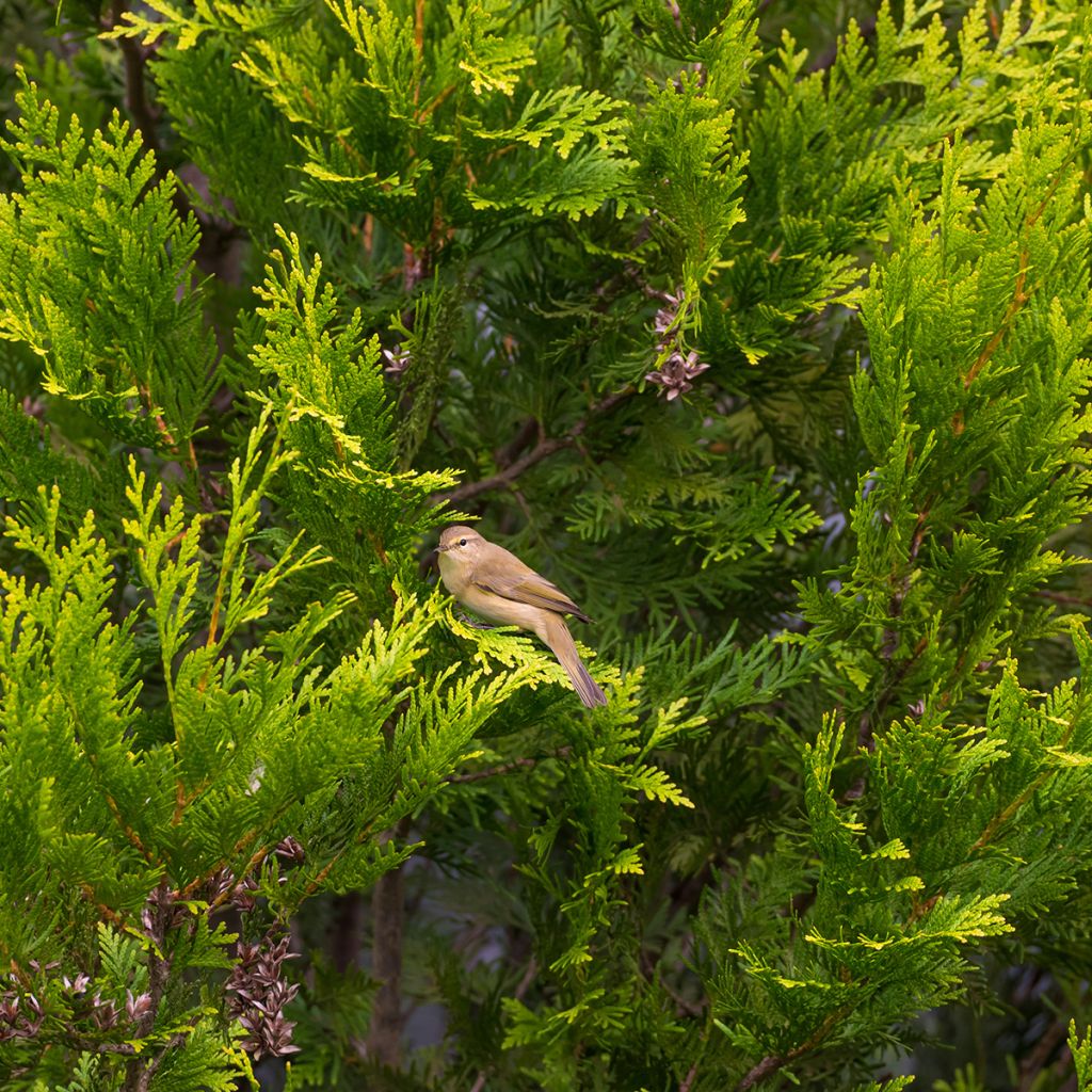 Thuja occidentalis Golden Smaragd - Thuya du Canada
