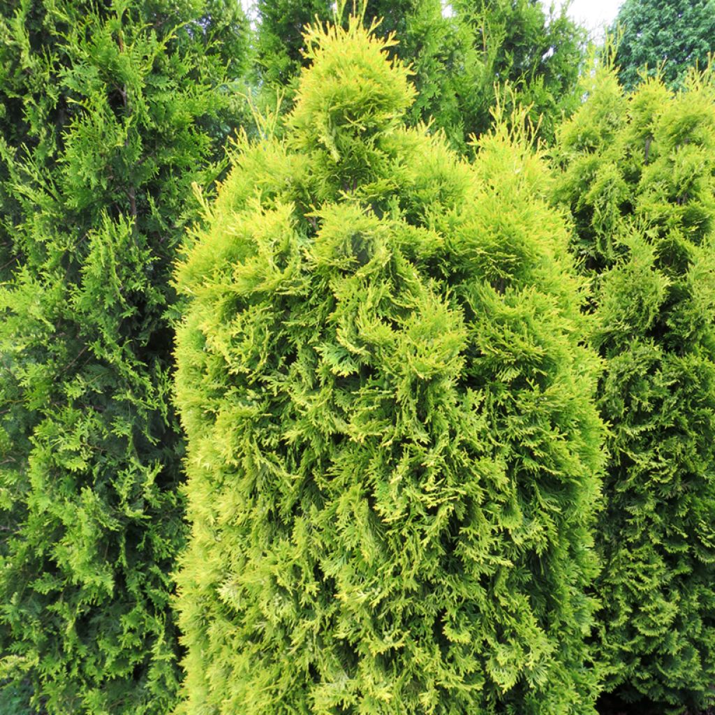 Thuja occidentalis Sunny Smaragd - Tuia occidentale