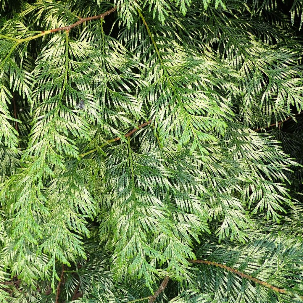 Thuya pour haie Zebrina - Thuja plicata