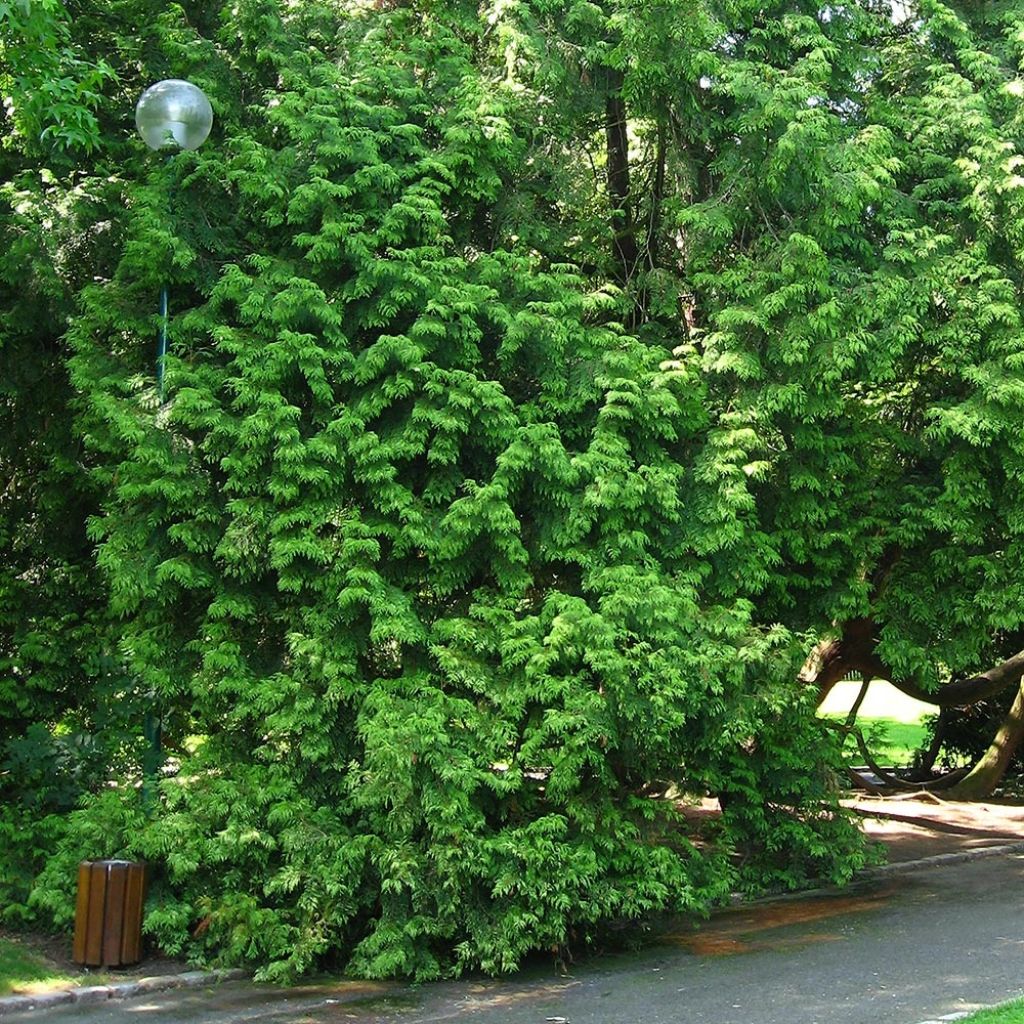 Thuya pour haie Zebrina - Thuja plicata