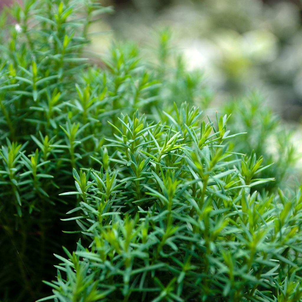 Thuja occidentalis Teddy - Tuia-ocidental