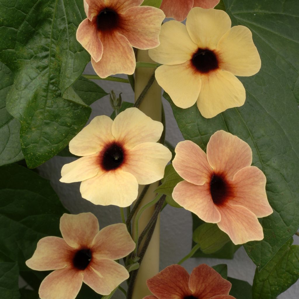 Graines de Suzanne aux yeux noirs African Sunset - Thunbergia alata