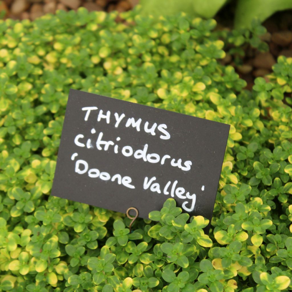 Thymus × citriodorus Doone Valley - Tomilho-limão