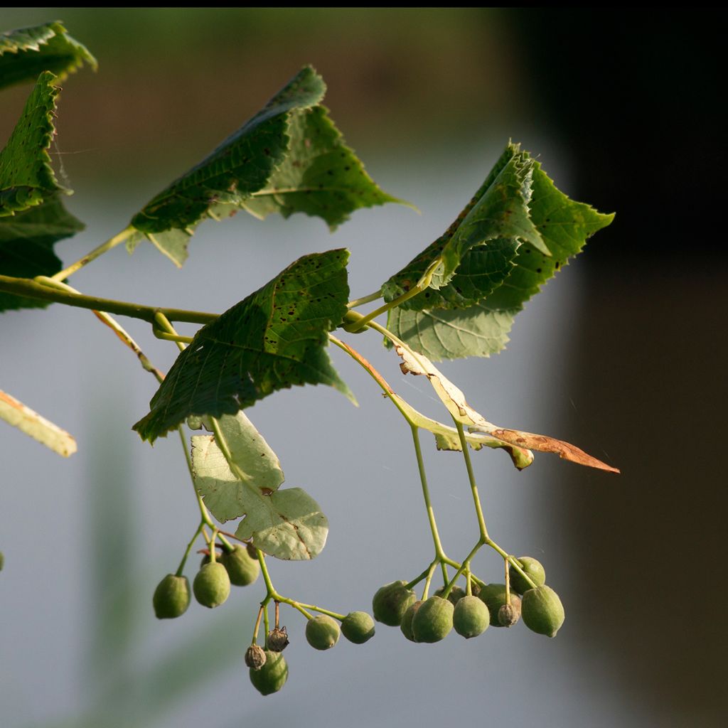 Tilia cordata Rancho - Tilleul à petites feuilles