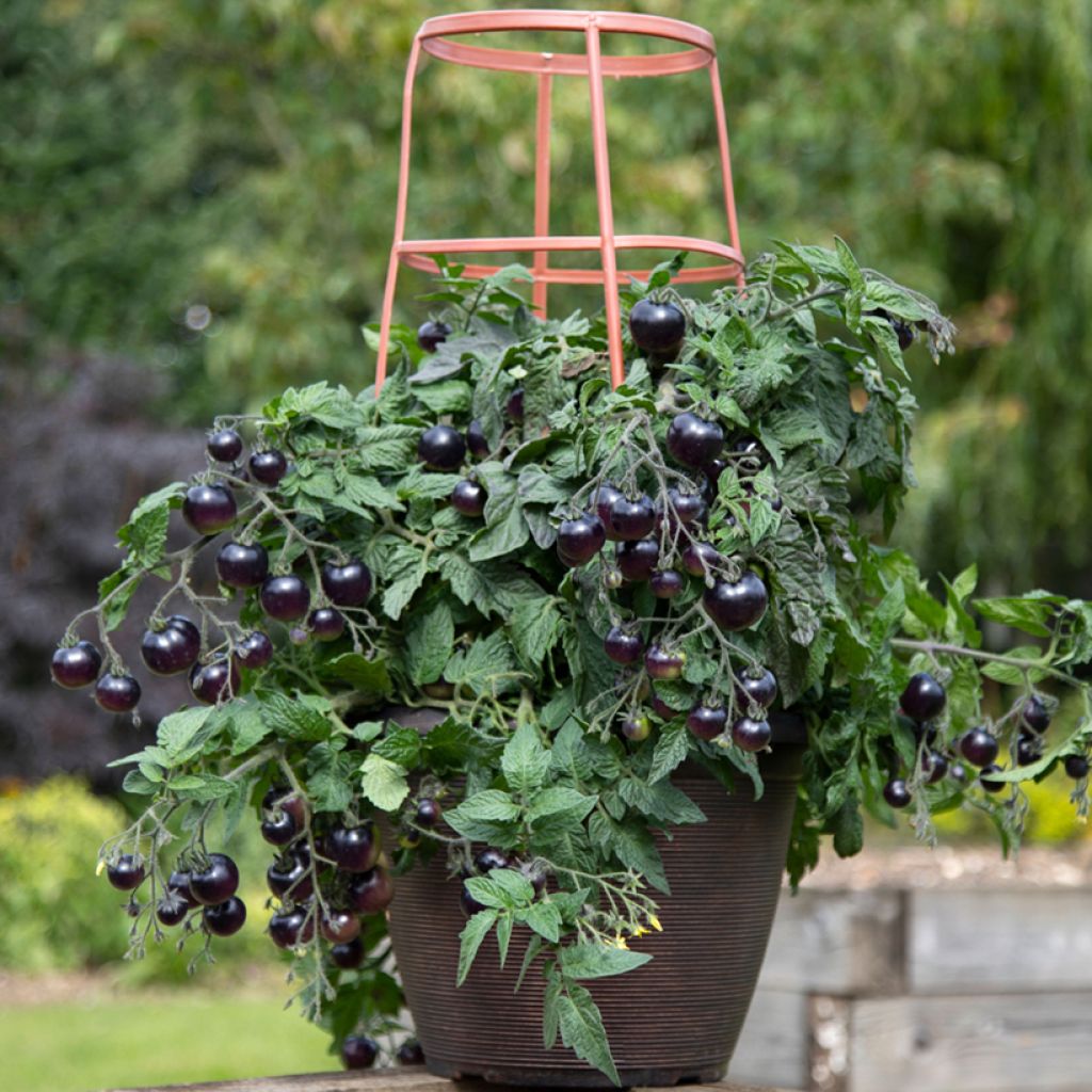 Tomate cocktail Akoya F1