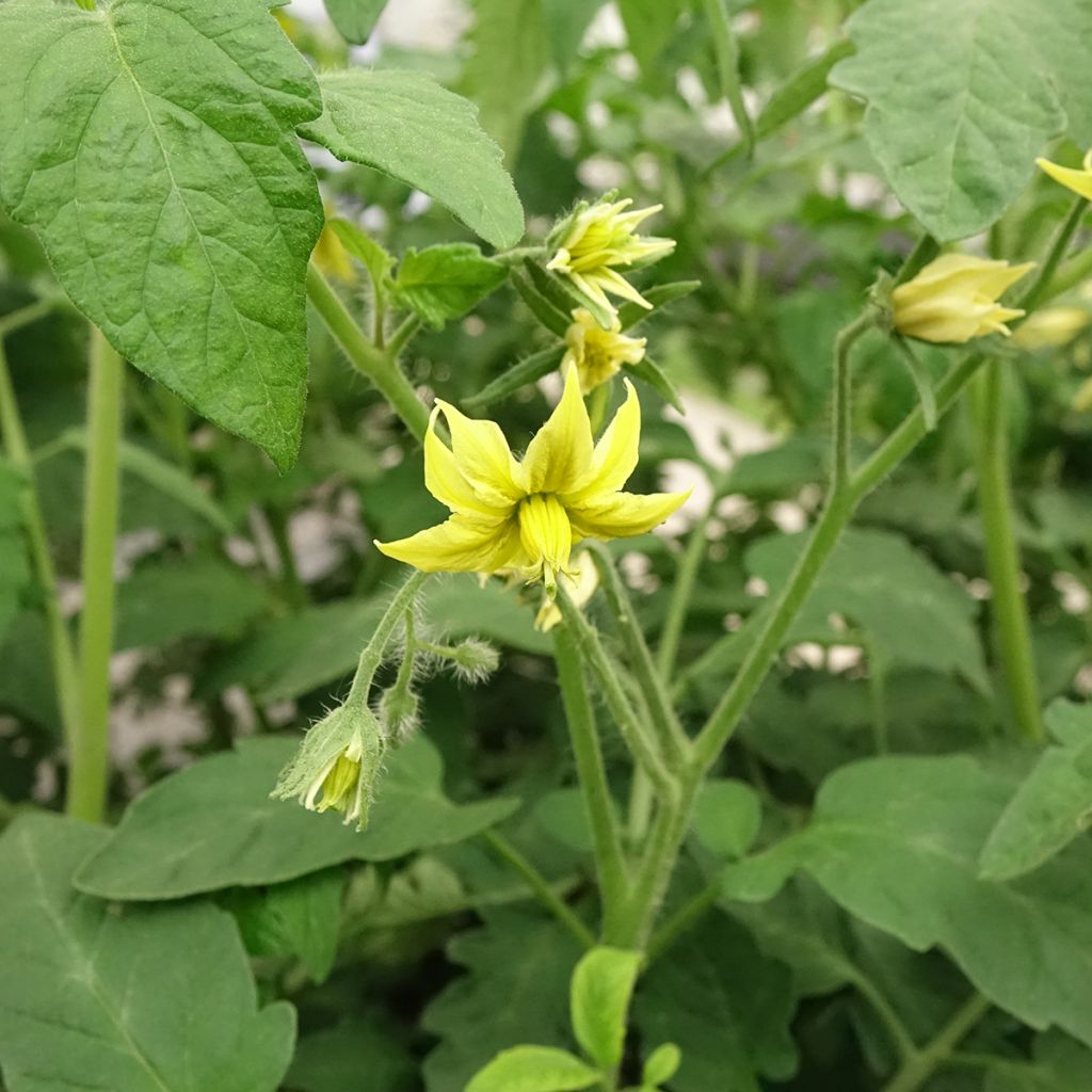 Tomate Noire de Crimée F1 en plants GREFFES