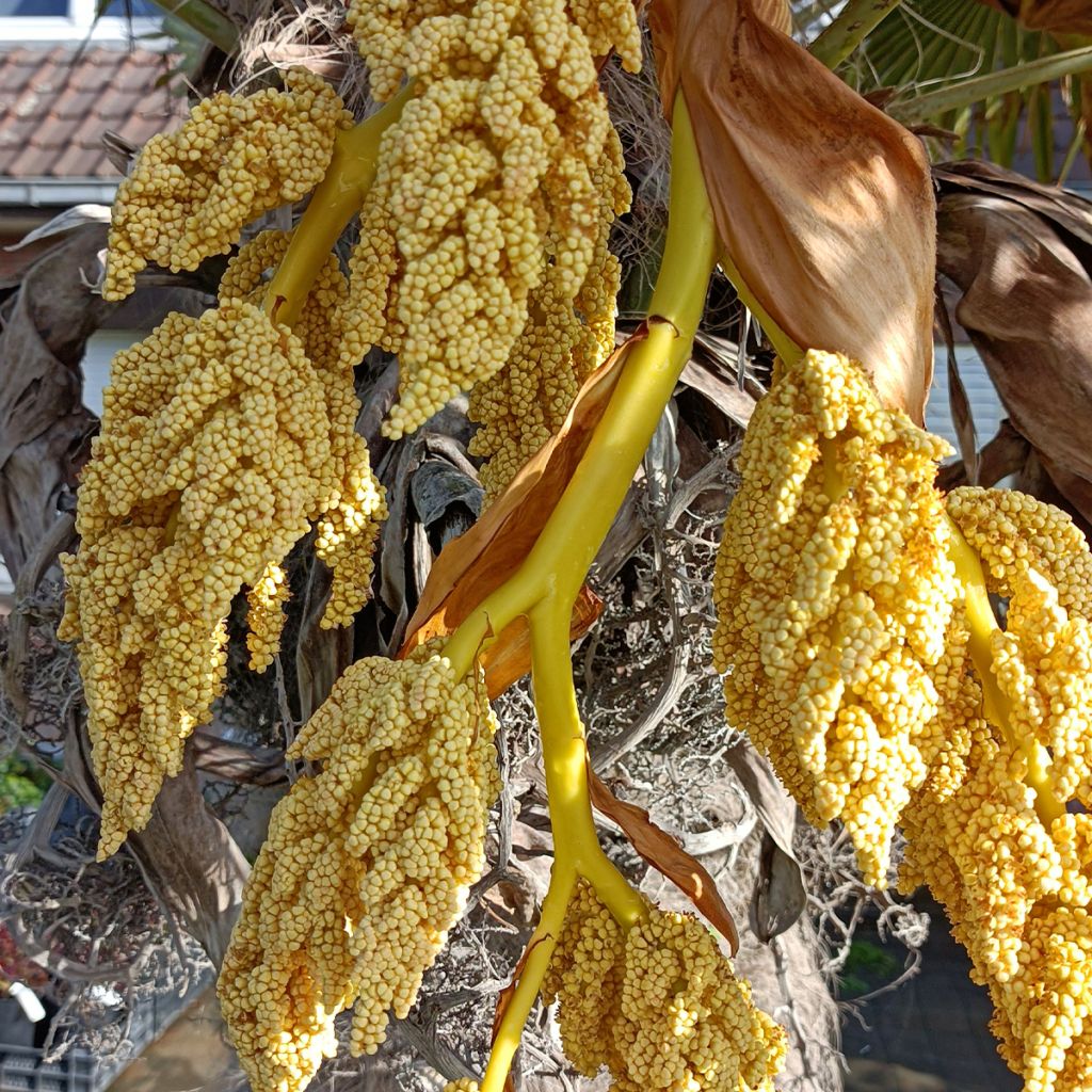 Palmier de Chine - Trachycarpus fortunei