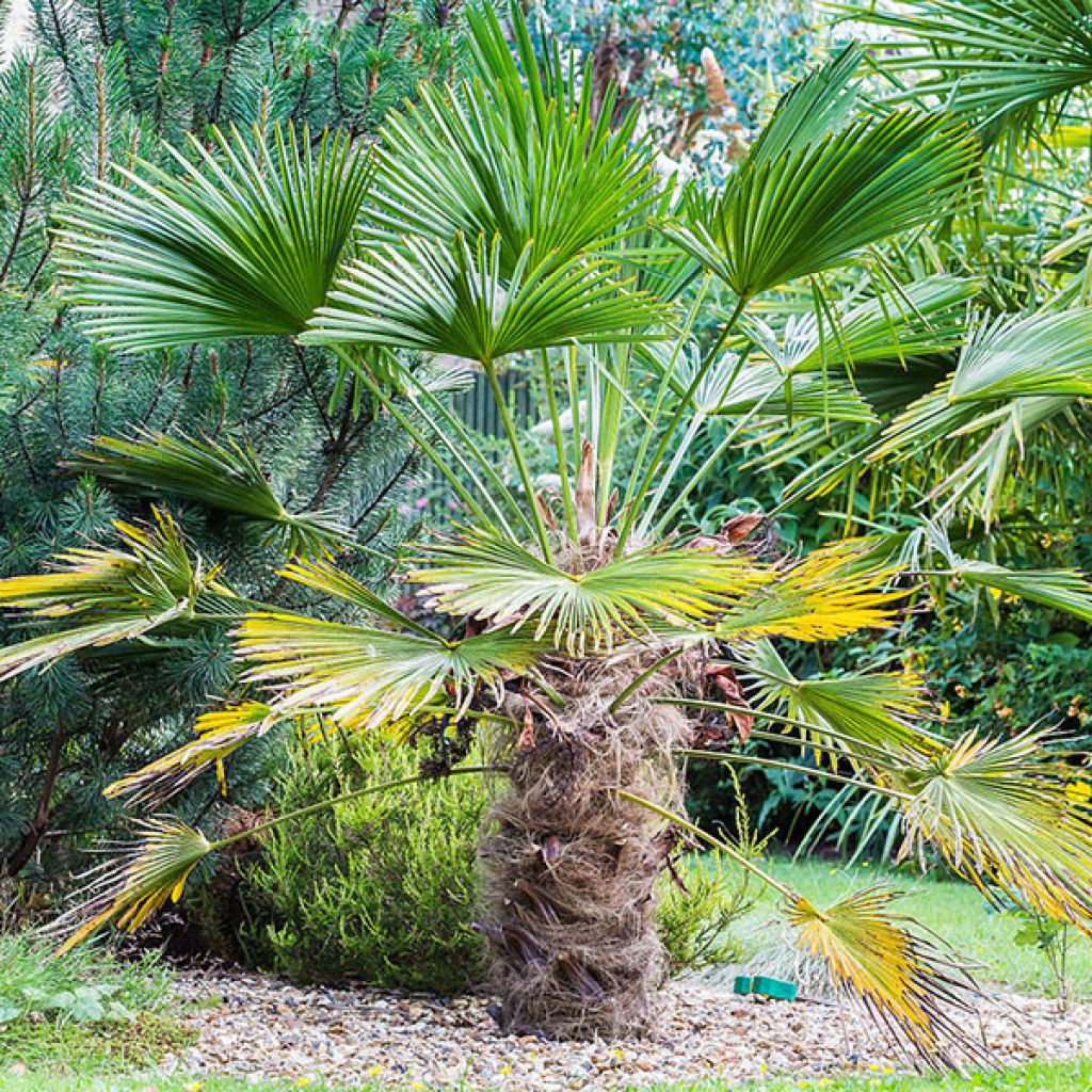 Trachycarpus wagnerianus - Palmier miniature de Chusan