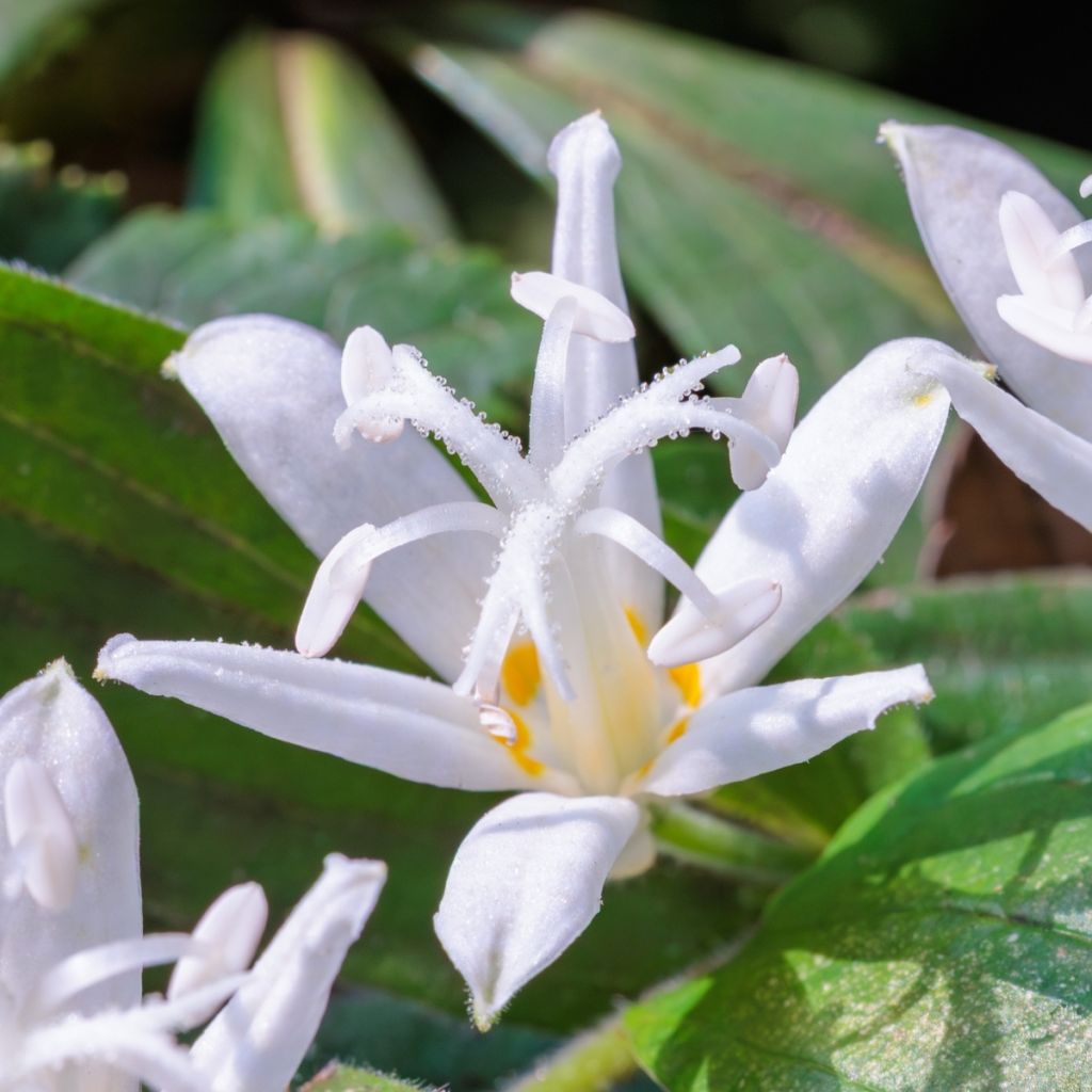 Lis Orchidée - Tricyrtis hirta Alba