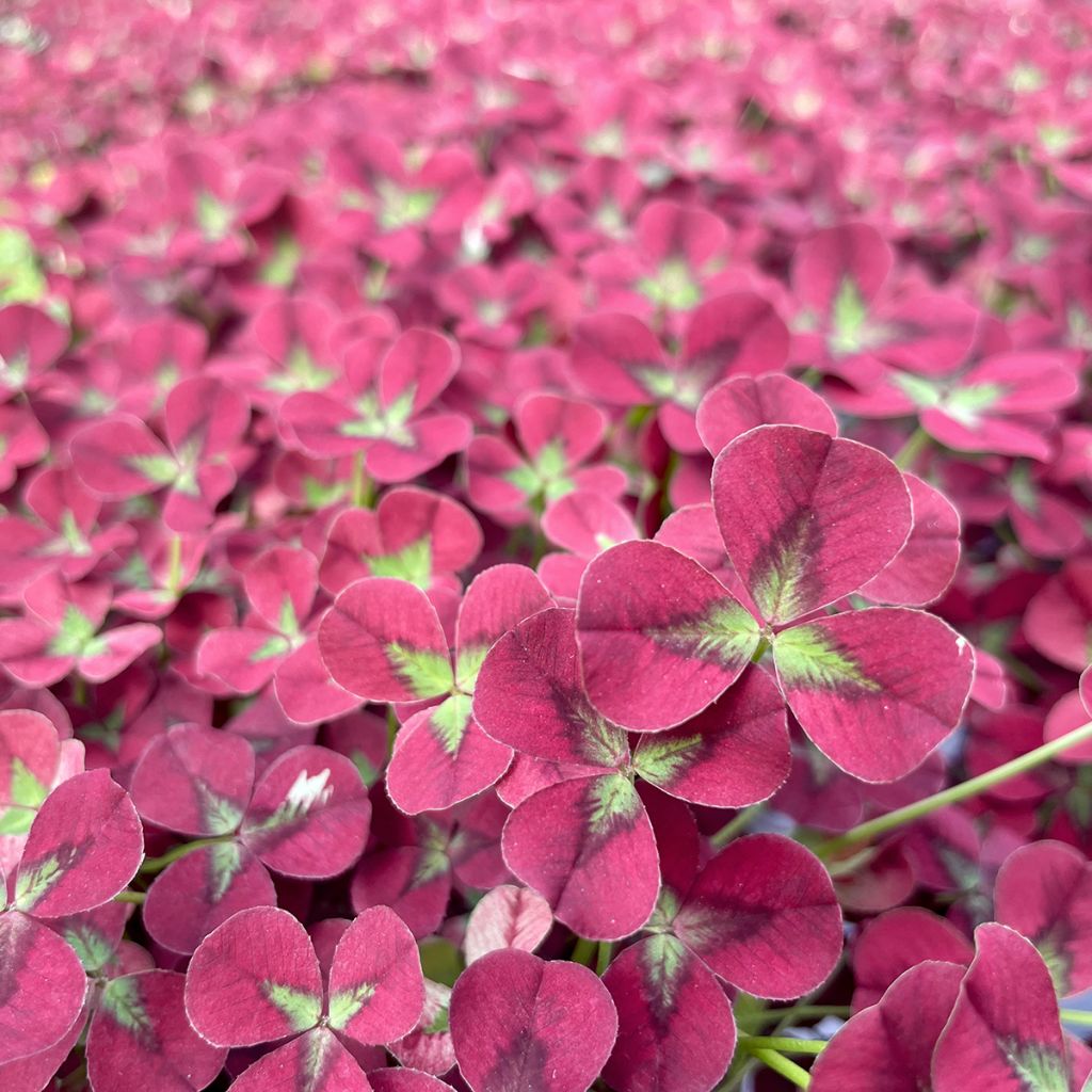 Trifolium repens Angel Clover Beauty - Trèfle