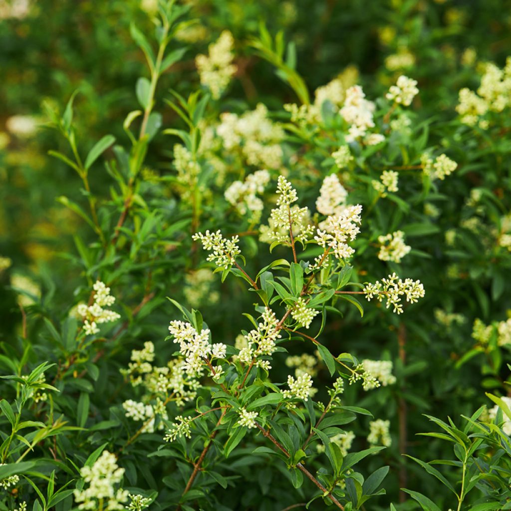Troène commun - Ligustrum vulgare