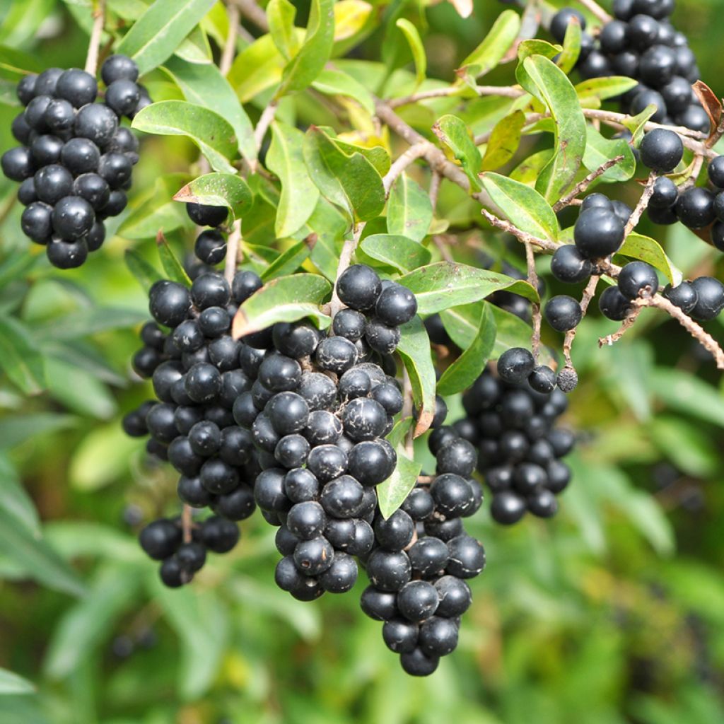 Troène commun - Ligustrum vulgare