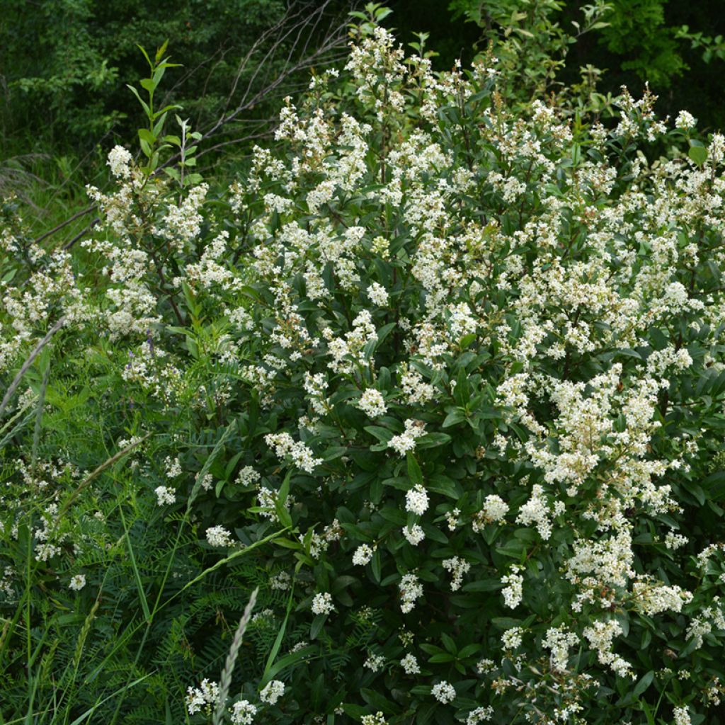 Troène commun - Ligustrum vulgare