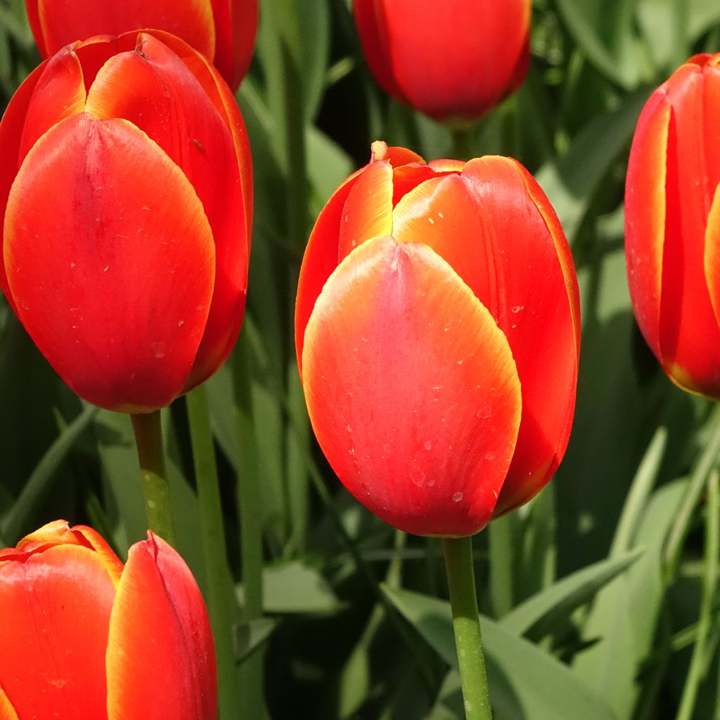 Tulipa híbrida Darwin Worlds Favourite