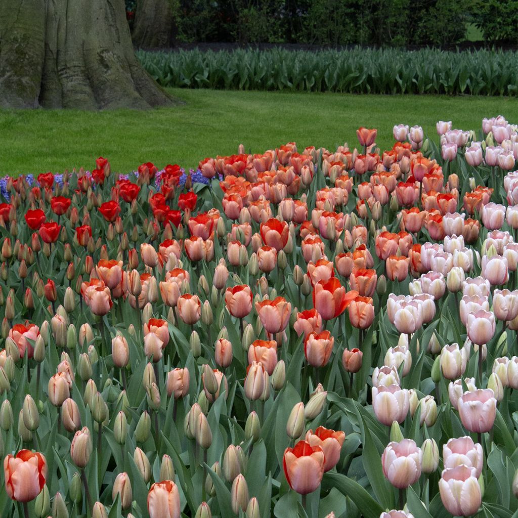 Tulipa híbrida Darwin Apricot Impression