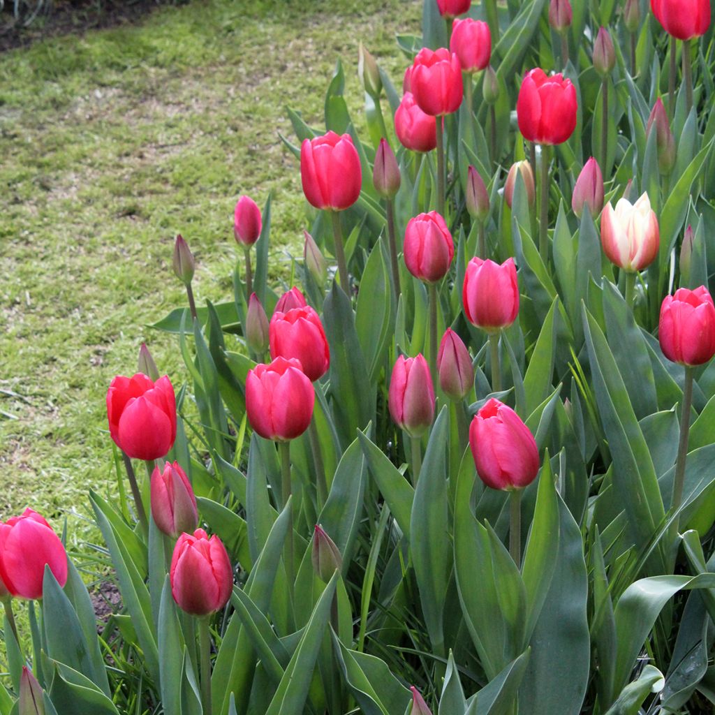 Tulipe Darwin Cherry Delight