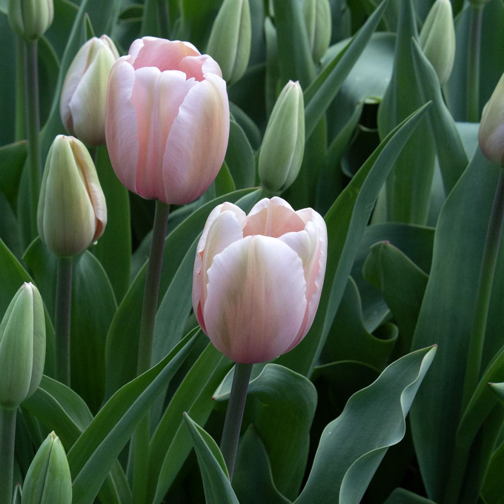 Tulipe Darwin Salmon Impression