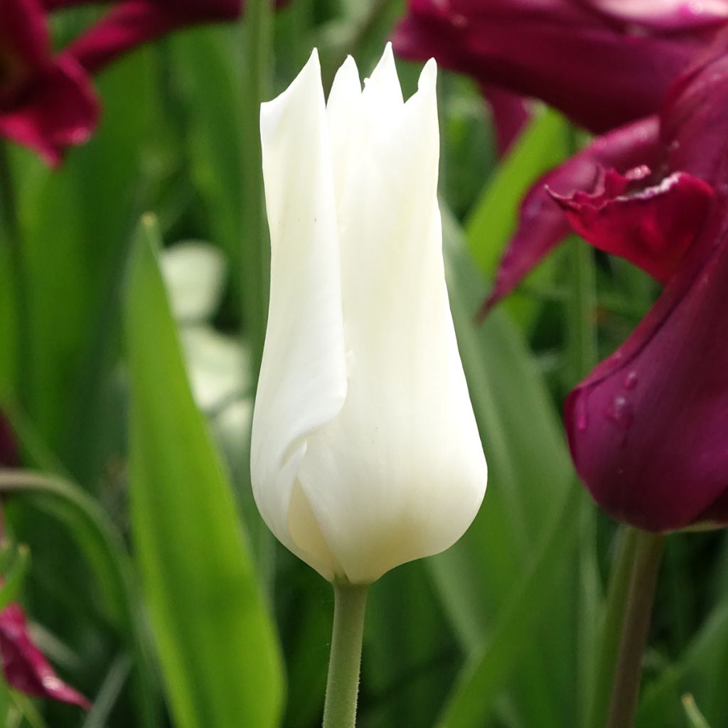 Tulipa Lírio White Triumphator