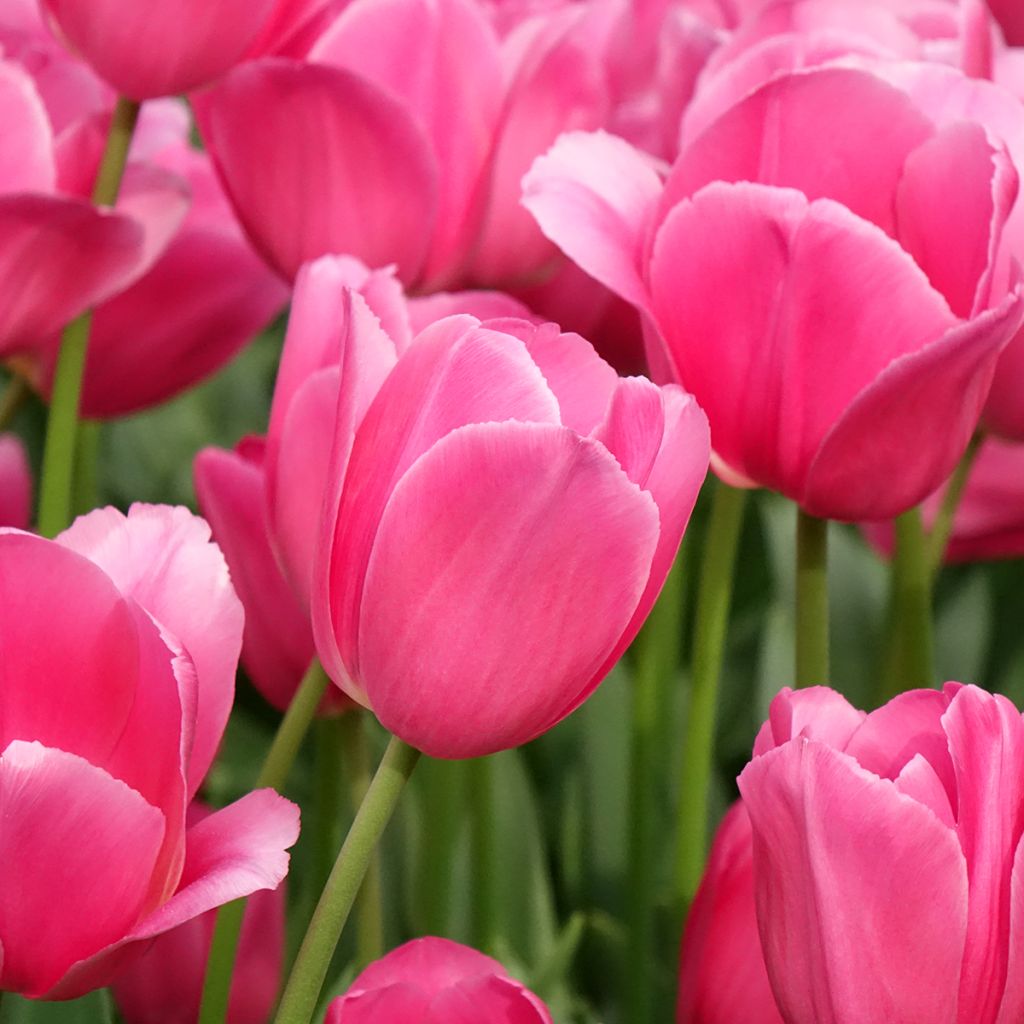 Tulipa Triunfo Barcelona