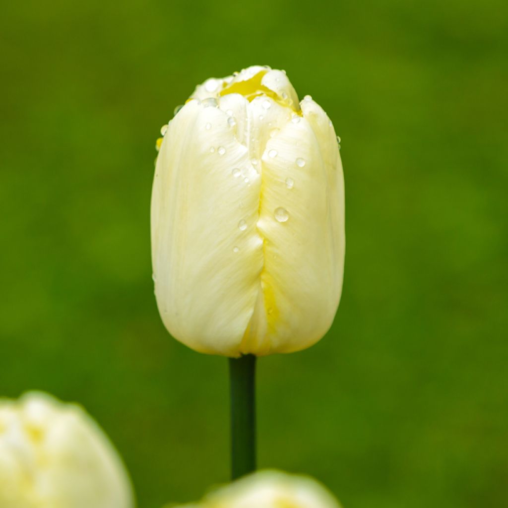 Tulipa Triunfo Creme Flag