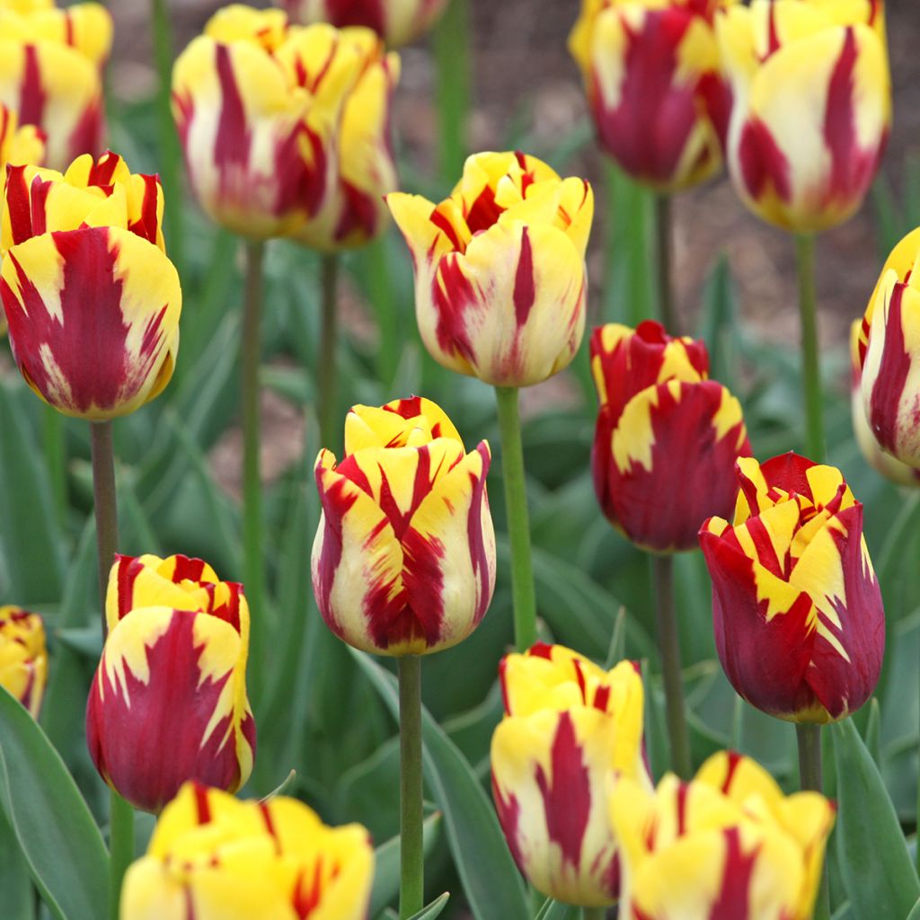 Tulipe Triomphe Helmar
