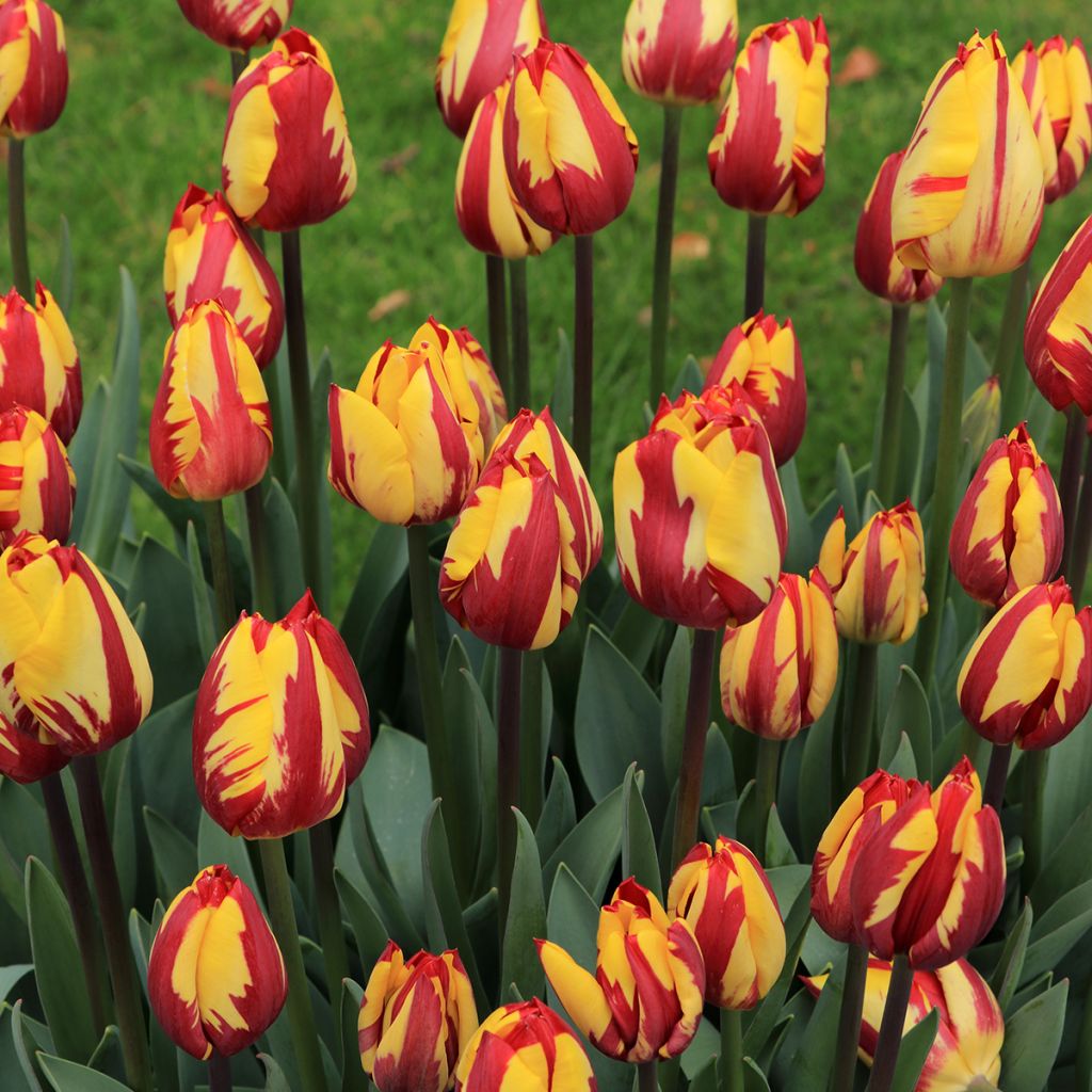 Tulipe Triomphe Helmar