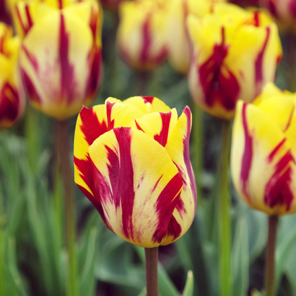 Tulipe Triomphe Helmar
