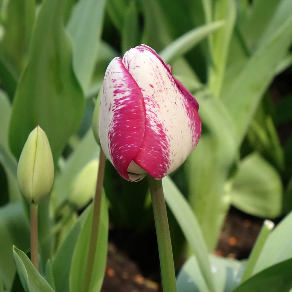 Tulipe Triomphe Hot Pants