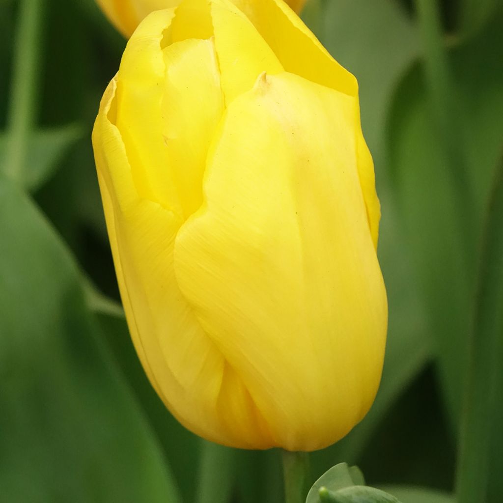 Tulipa Triunfo Strong Gold