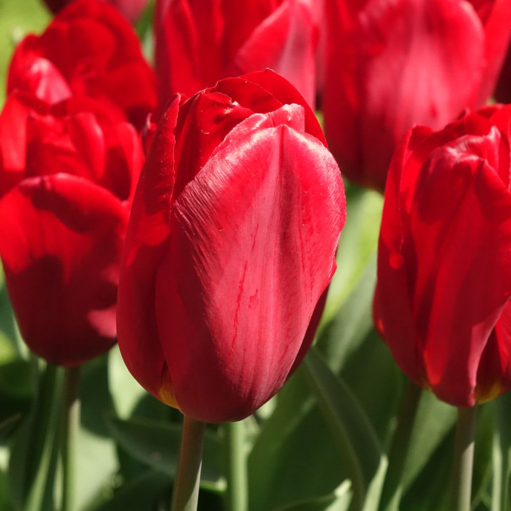 Tulipa Triunfo Strong Love