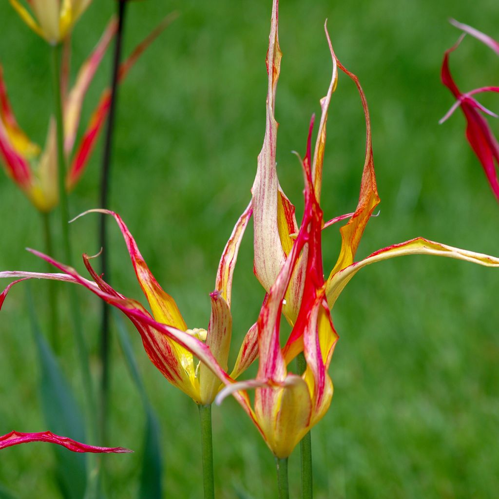 Tulipe botanique acuminata - Tulipe cornue