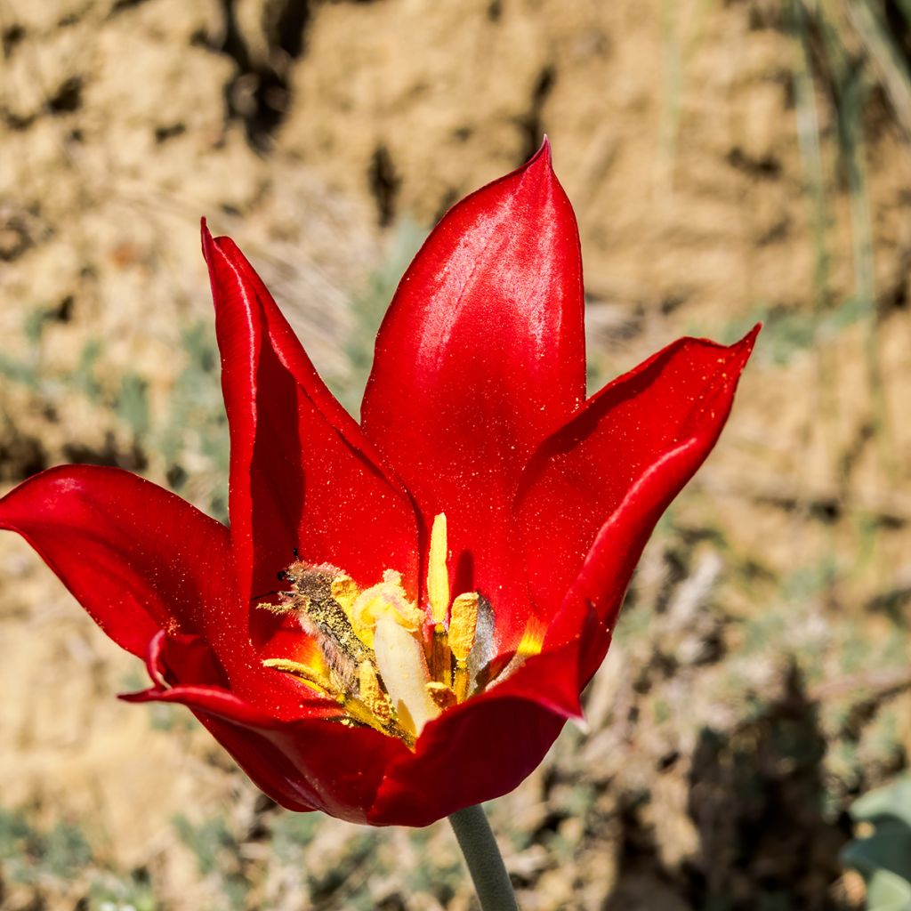 Tulipe botanique eichleri