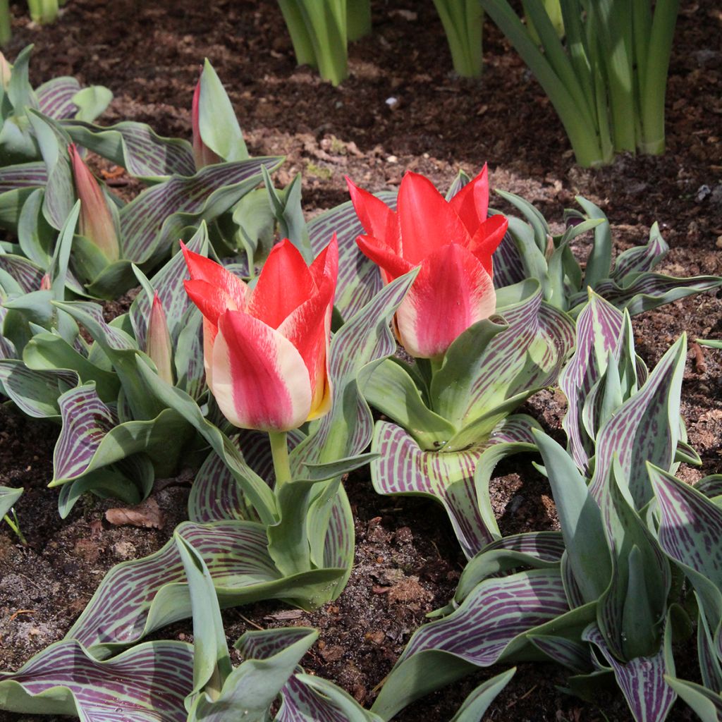 Tulipe botanique greigii Plaisir 