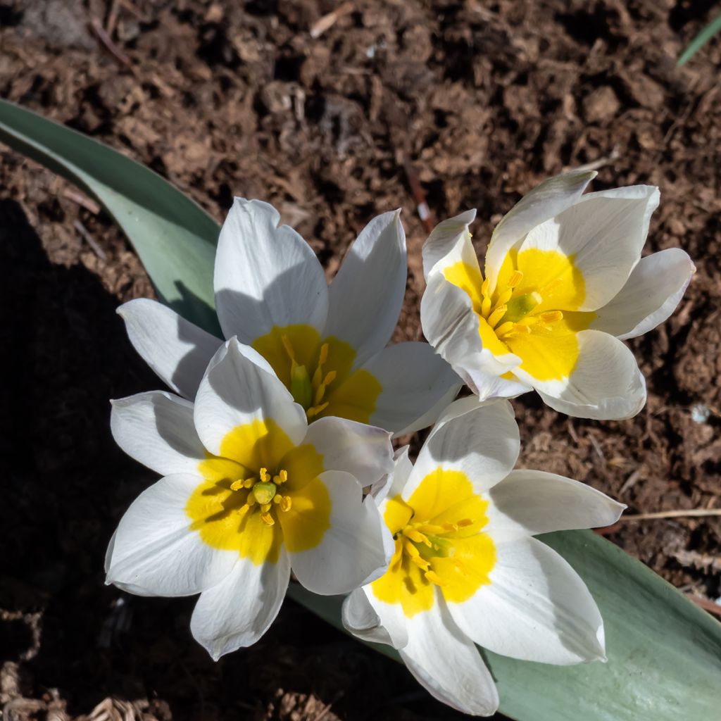 Tulipe botanique polychroma (biflora)