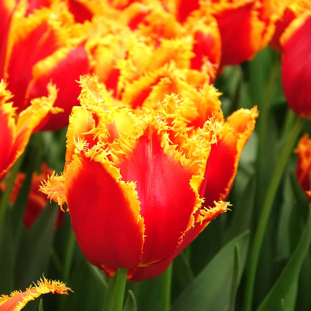 Tulipa com franja Fabio