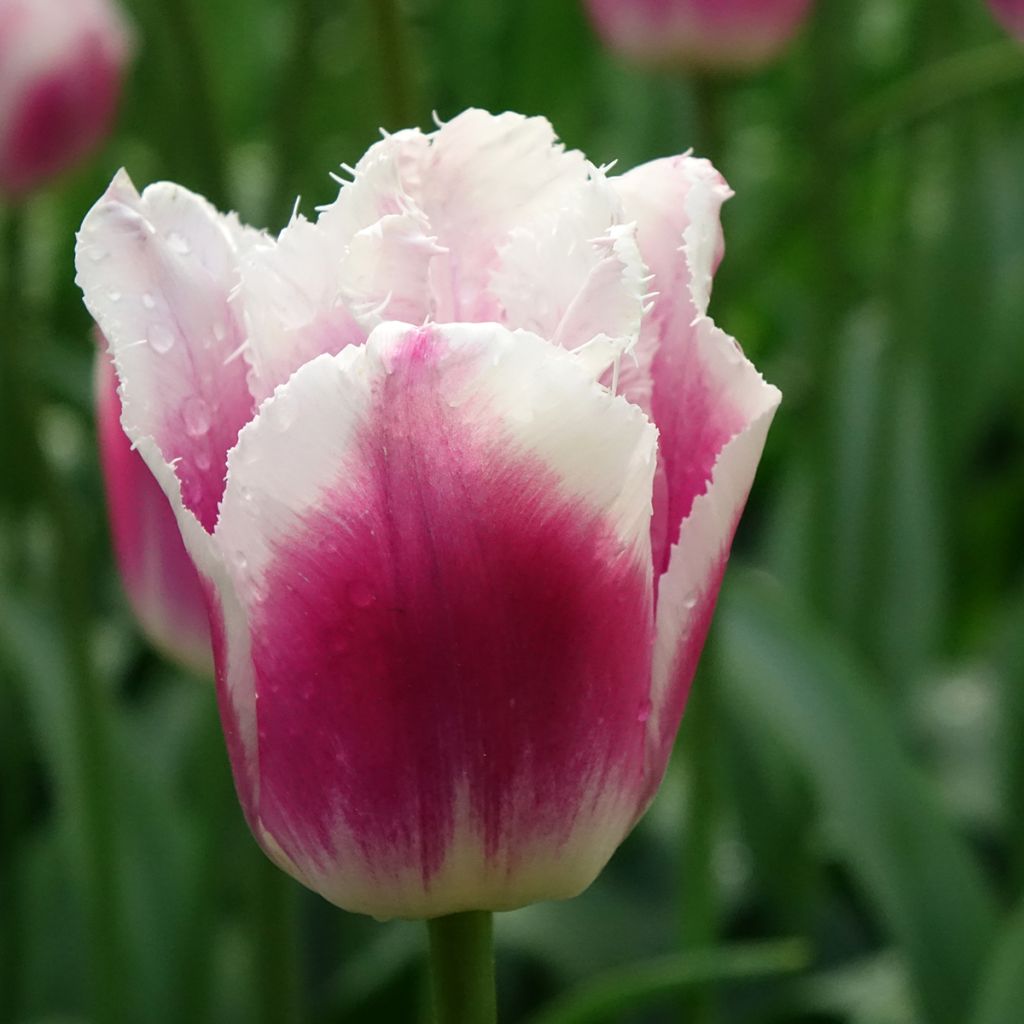 Tulipa com franja Siesta