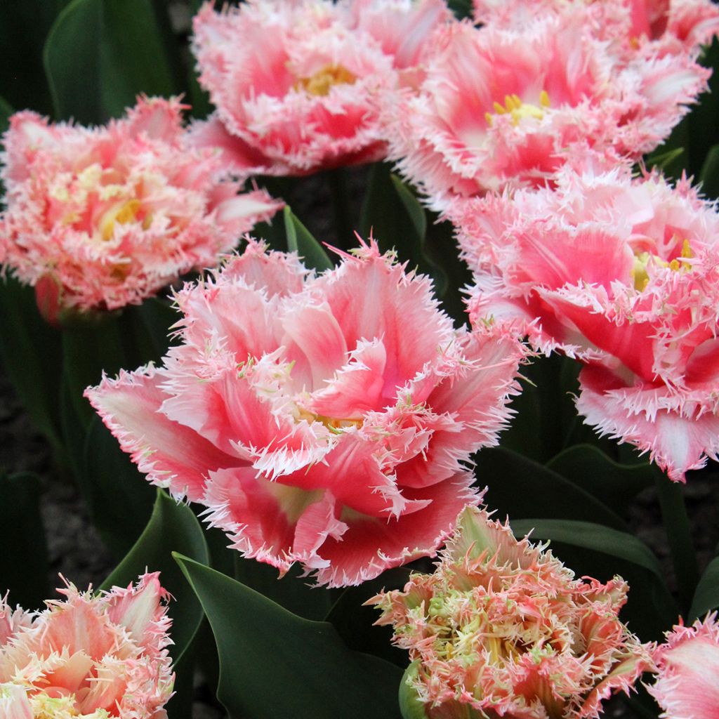 Tulipa com franja Queensland