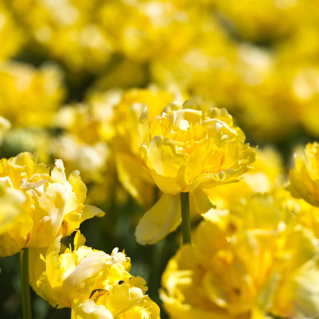 Tulipa Dobrada precoce Yellow Margarita