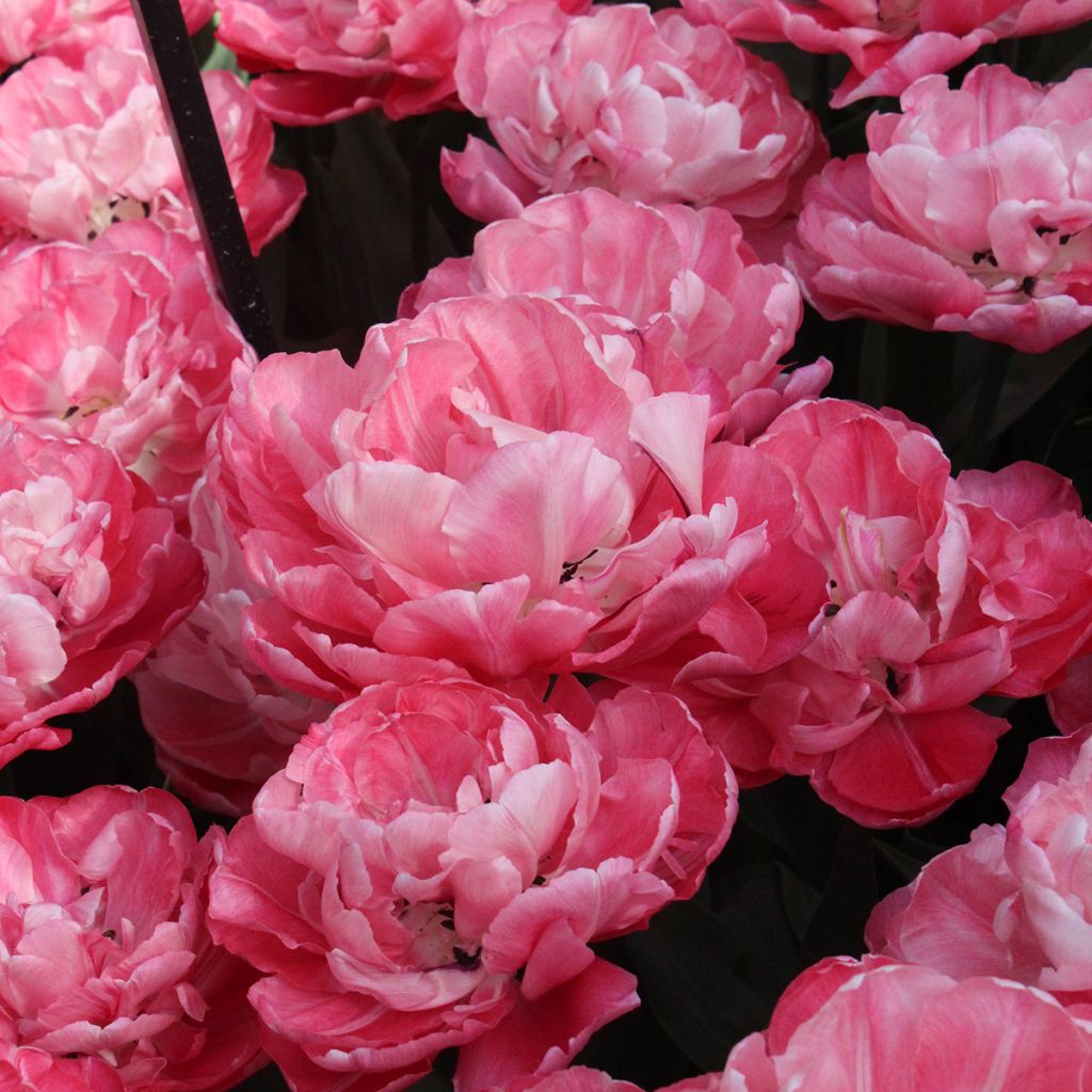 Tulipa Dobrada precoce Foxtrot