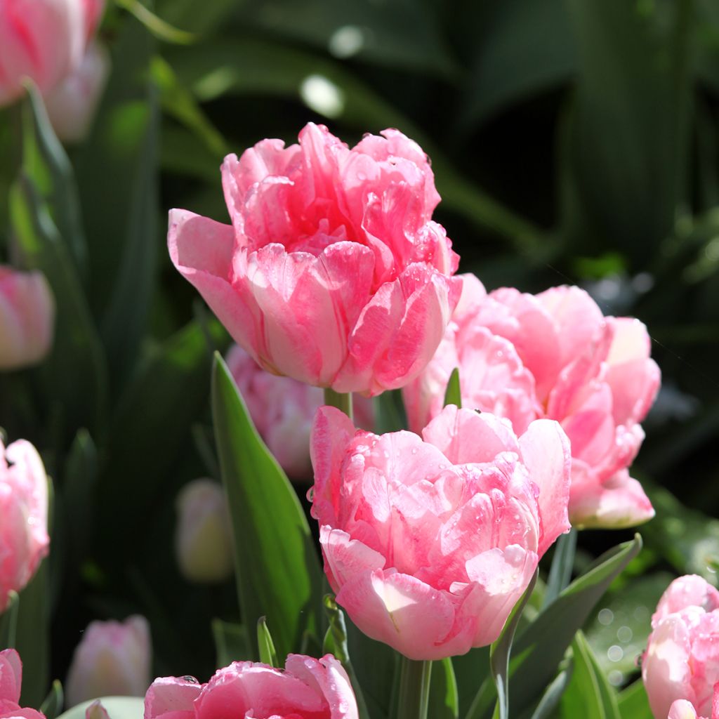 Tulipa Dobrada precoce Foxtrot