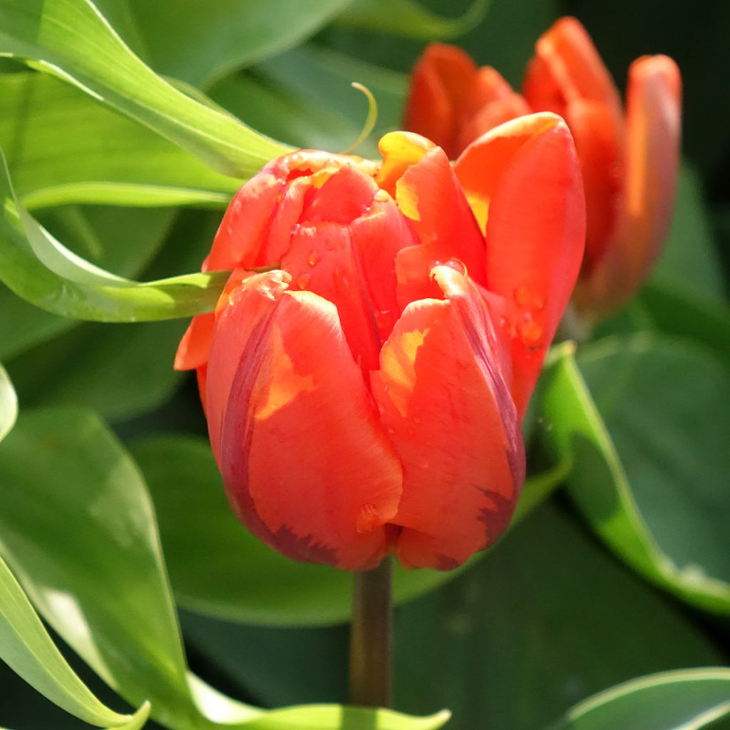 Tulipe double hâtive Hermitage