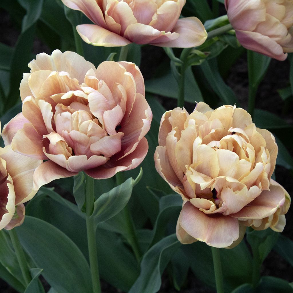 Tulipa Dobrada precoce La Belle Epoque