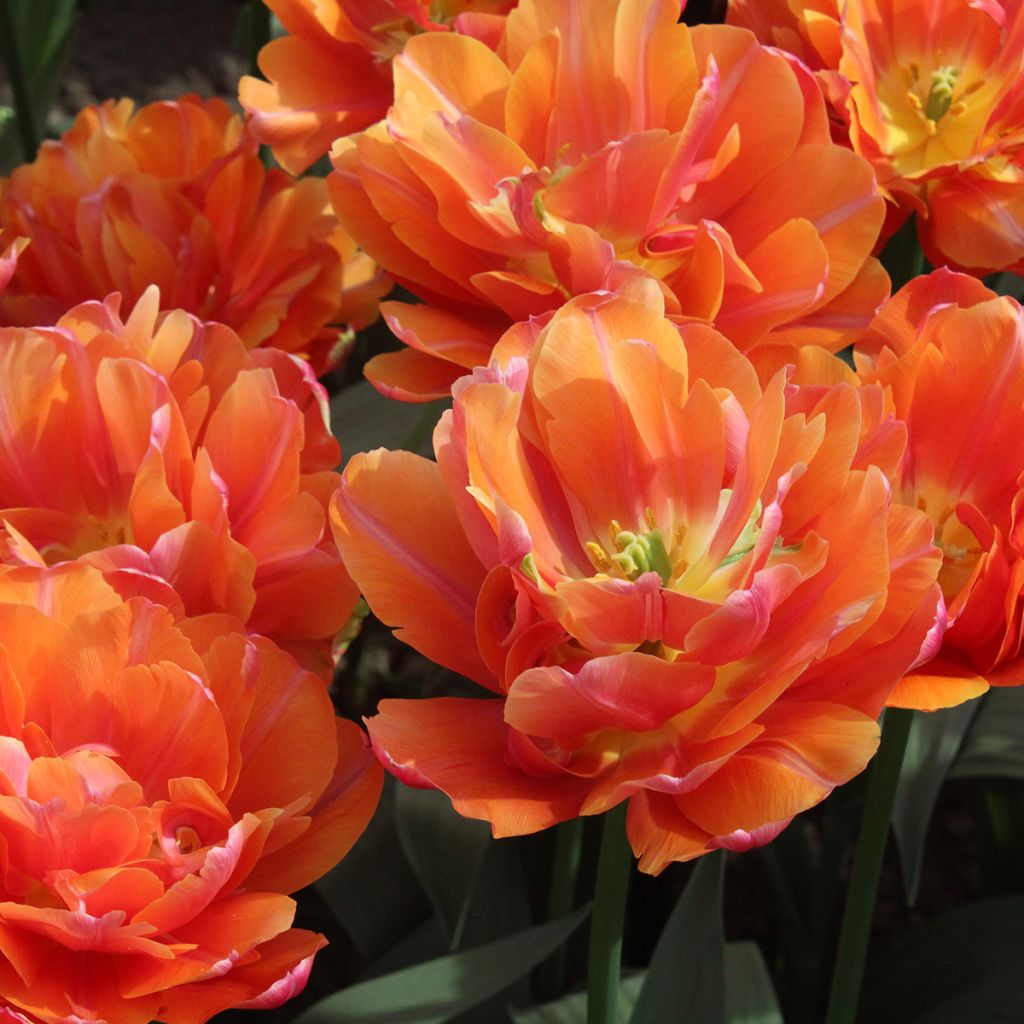 Tulipe double hâtive Orca